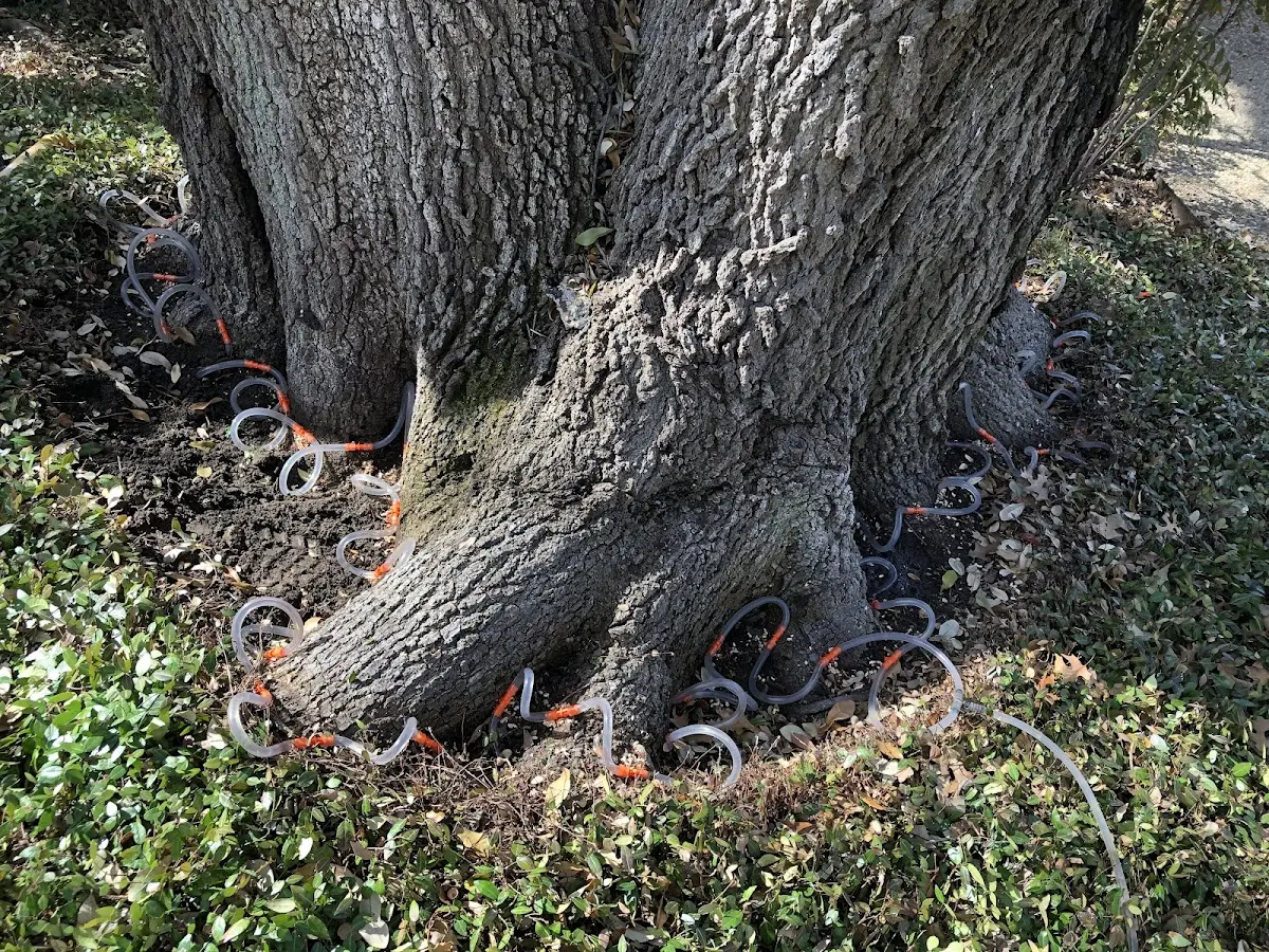 Detailed Tree Cabling and Bracing job site in Pocatello