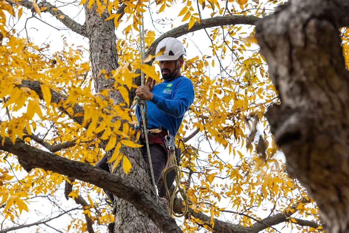Skilled Tree Planing crew working in Pocatello